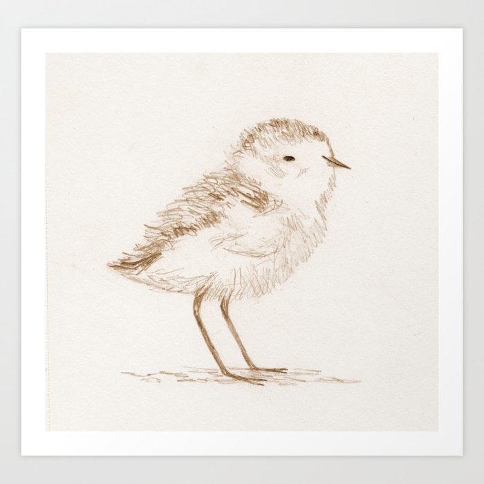Piping Plover Chick Art Print