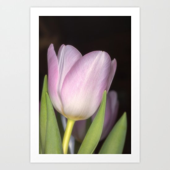 Pink tulip #3 Art Print