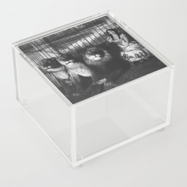 Adjie and the lions; Victorian woman in a cage with lions black and white photograph - photography - photographs Acrylic Box