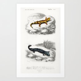 Fire Salamander (Salamandra Salamandra) and Hellbender Salamander (Cryptobranchus alleganiensis) ill Art Print