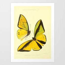 Lepidoptera Butterfly Pattern WFK Cottagecore Lithograph Print Art Print