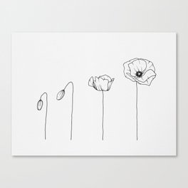 Poppy Flowering Phases Canvas Print
