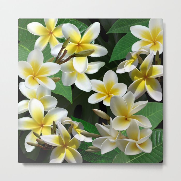 Plumeria Flowers Metal Print