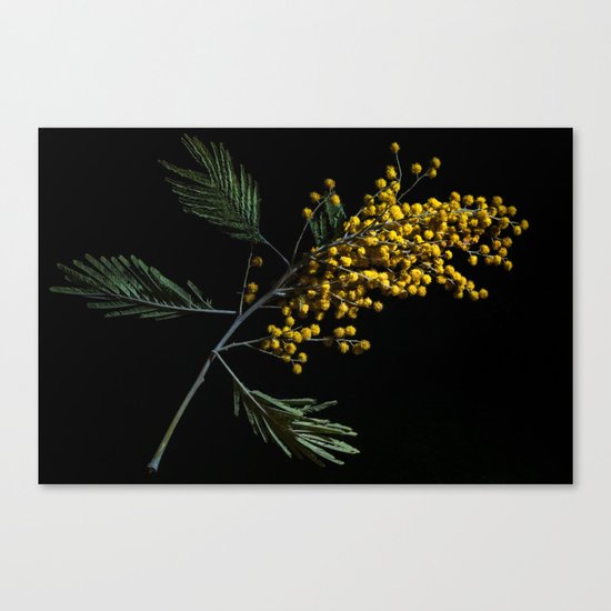 Silver Wattle Flowers Canvas Print