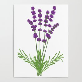 Lavender Lavandula Flower Graphic Poster