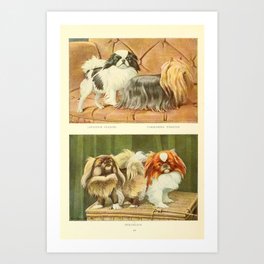 Vintage Print - Book of Dogs (1919) - Japanese Spaniel; Yorkshire Terrier; Pekingese Art Print | Print, Vintage, Painting, Old, Pup, Puppy, Dog, Art, Antique, Illustration 