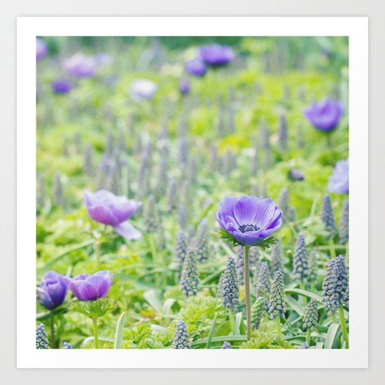Poppy Anemone Art Print