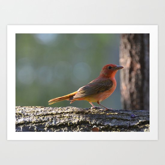 Immature Summer Tanager Art Print