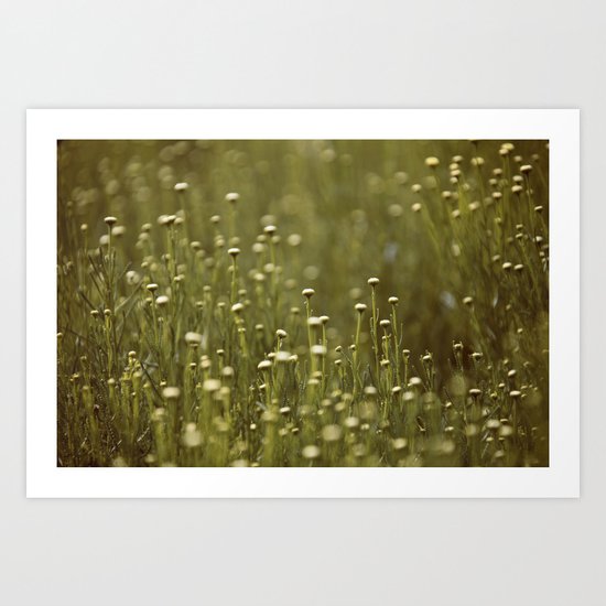 Dasies Art Print