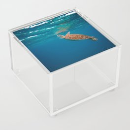 Turtle Swimming  Acrylic Box