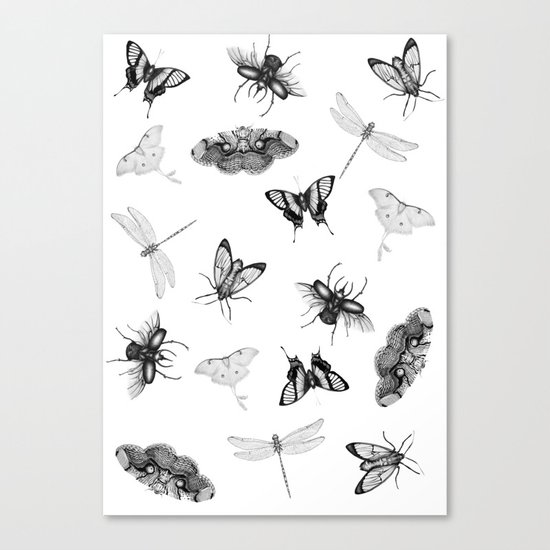 Entomologist Dreams Canvas Print