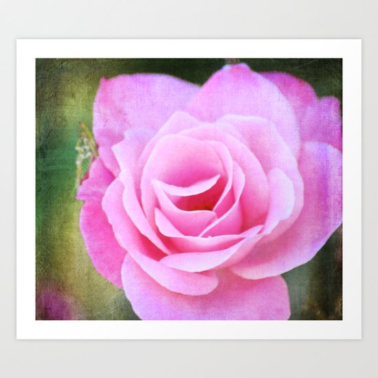 Pink Rose Art Print