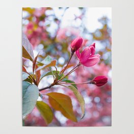 Spring Pink Poster