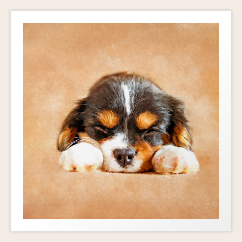 king charles dog puppy