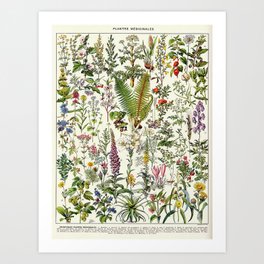 Adolphe Millot - Plantes Medicinales B Art Print