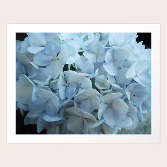 Soft Petals Art Print