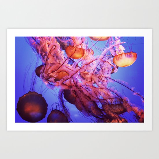 Jellyfish Art Print