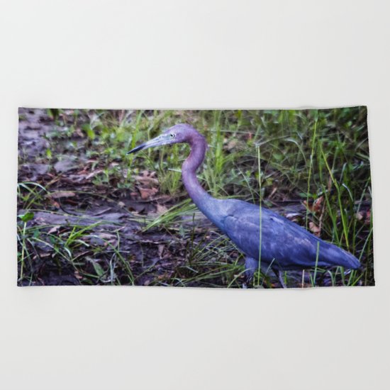 Little Blue Heron Strut Beach Towel