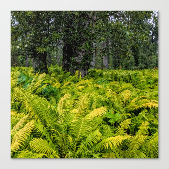 Bright Green Ferns Canvas Print