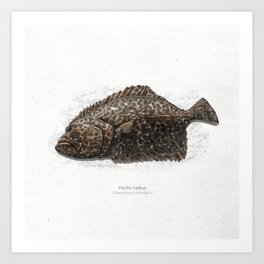 Pacific halibut scientific illustration art print Art Print