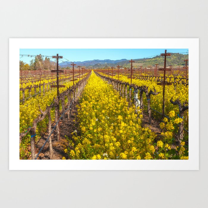 Field Mustard and Grapevines 2 Art Print