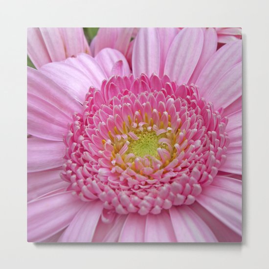 pink gerbera macro I Metal Print
