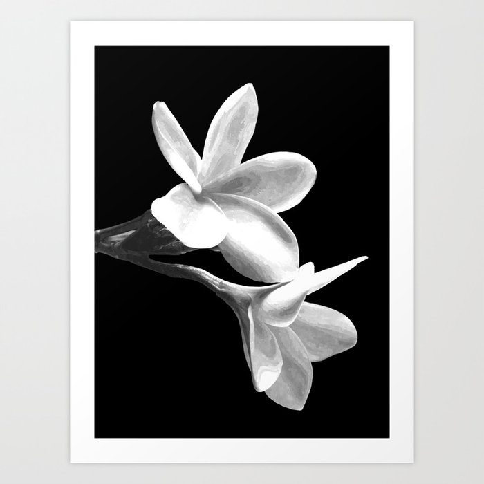White Flowers Black Background Kunstdrucke White Flowers Black Background Kunstdrucke