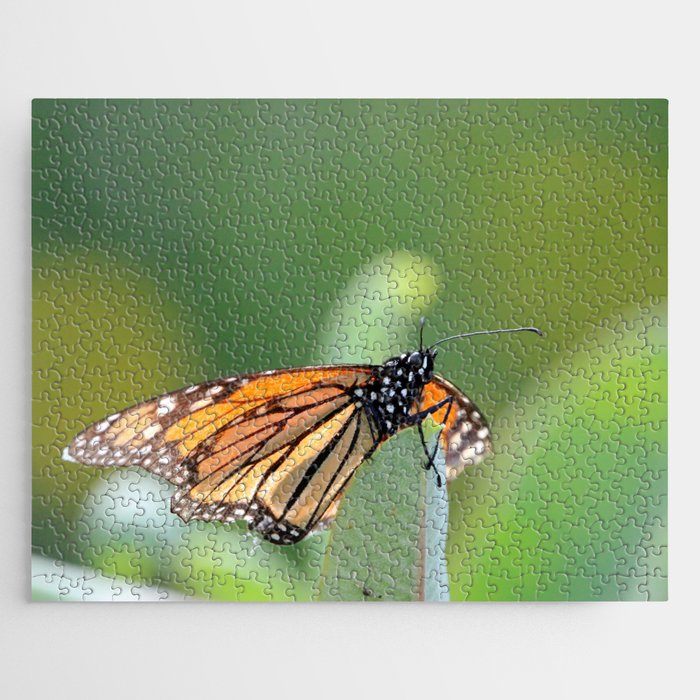 Monarch Eating Jigsaw Puzzle