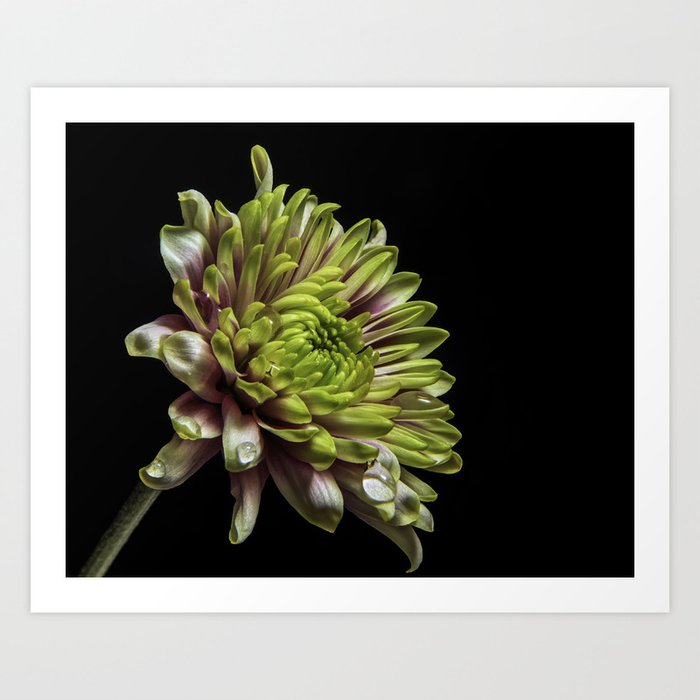 Chrysanthemum of Green and Purple Art Print