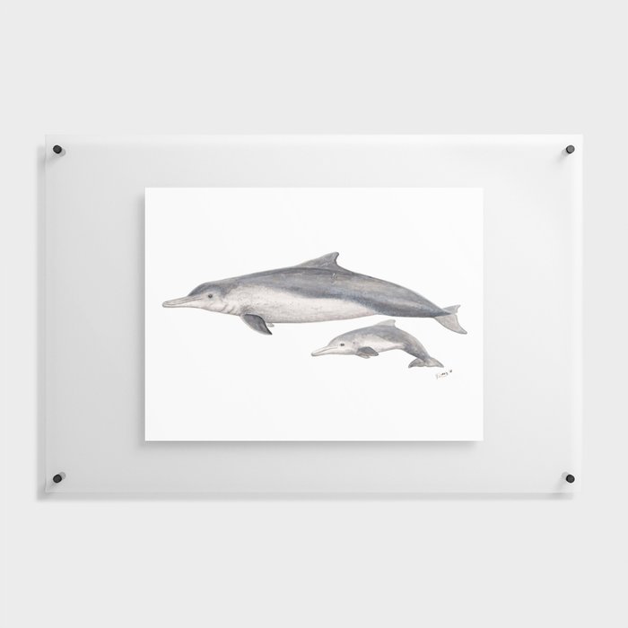 Australian humpback dolphin (Sousa sahulensis) with baby Floating Acrylic Print