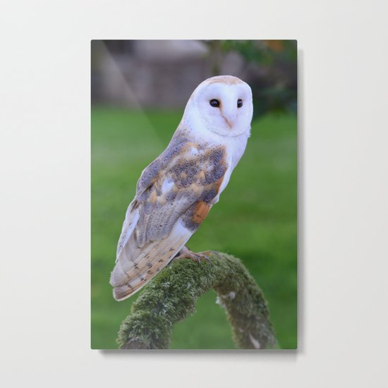 Barn Owl Metal Print