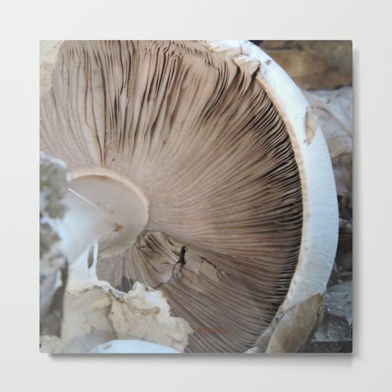 TEXTURES -- Mushroom Uprooted Metal Print