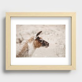 Llama portrait Recessed Framed Print