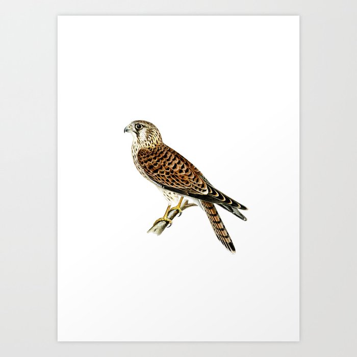 Vintage Common Kestrel Falcon Bird Illustration Art Print