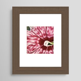 Pink and White Dianthus Framed Art Print