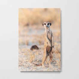Meerkat on the lookout; fine art travel wildlife photo Metal Print
