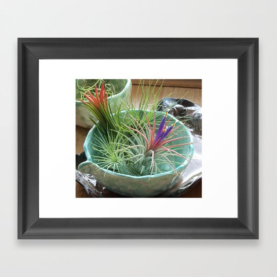 Tillandsia Ionantha in Bloom Framed Art Print