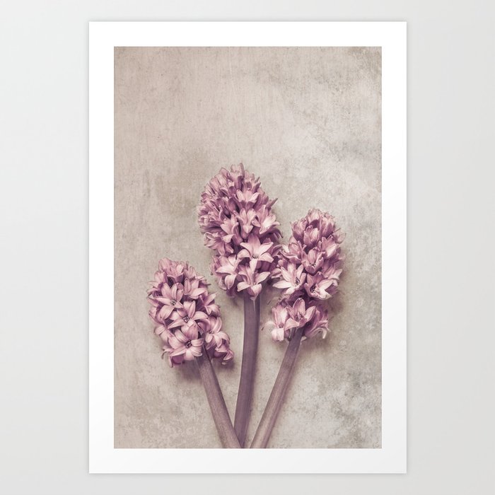 Lovely pink Hyacinths Art Print