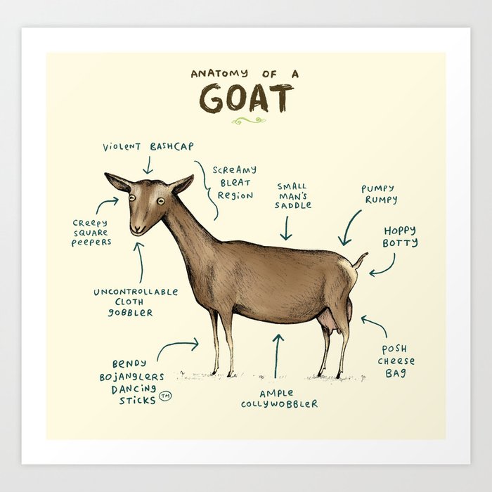 Anatomy of a Goat Art Print