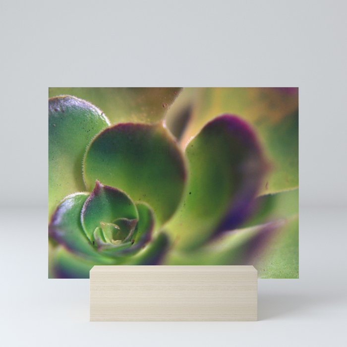 Purple Tipped Succulent Mini Art Print