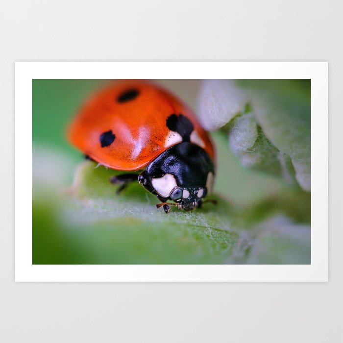 Macro Ladybug Photograph Art Print