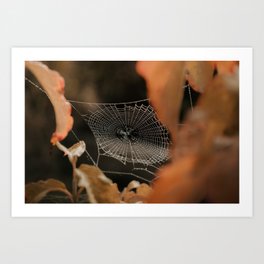 Autumn Spiderweb Art Print