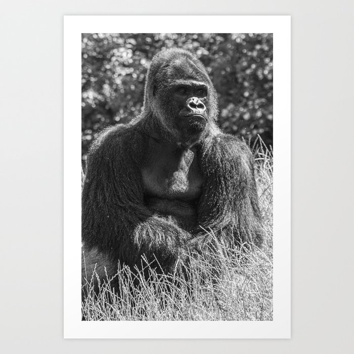 Gorilla Portrait Animal Wildlife Primate Ape Photography Black White Art Print