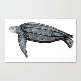 Leatherback turtle (Dermochelys coriacea) Canvas Print