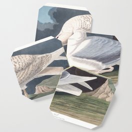 White winged silvery gull, Birds of America, Audubon Plate 282 Coaster