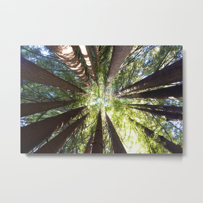 Humboldt California Redwood Trees Metal Print