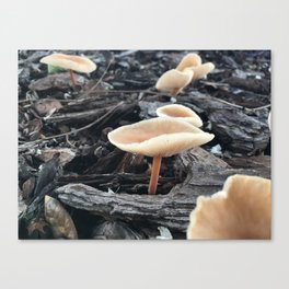 Wild Mushrooms Canvas Print