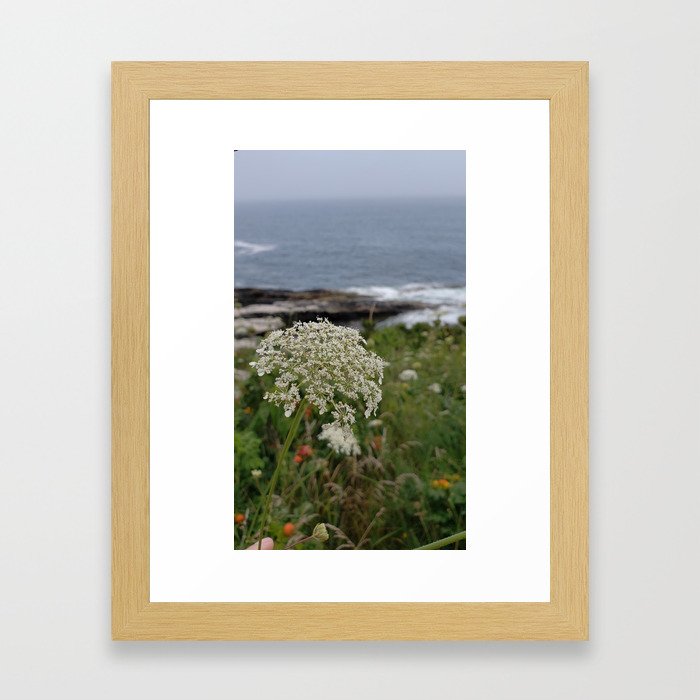 Queen Anne's Lace Framed Art Print