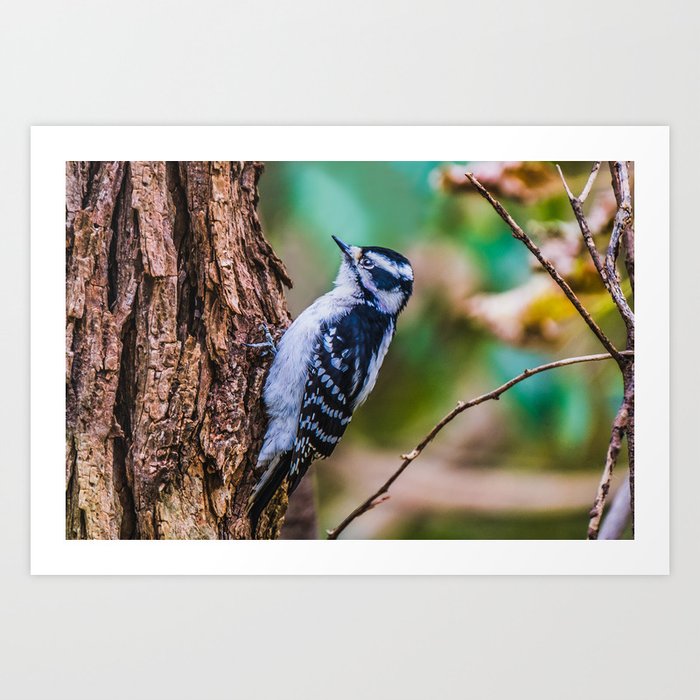 Female Hairy Woodpecker. Nature Photography  Art Print