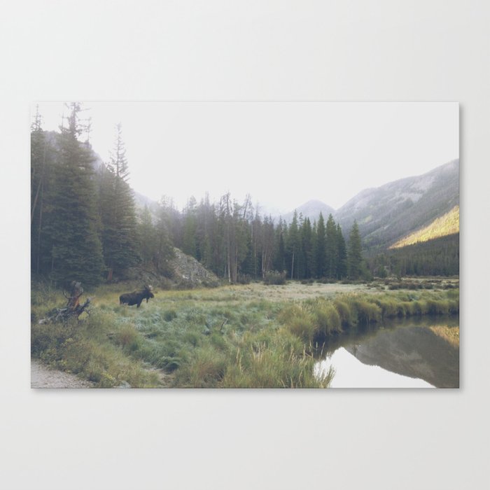 Morning Meadow Moose Canvas Print